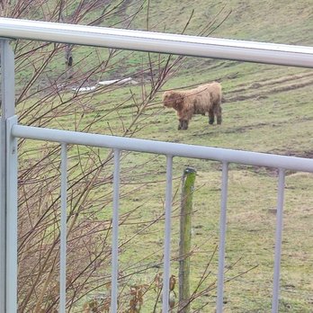 Hotel Strohbecks - Freilaufendes Kalb. Zu Süss, ich habe Schwein gewählt/  Cute calv....i Chooosed Pig ;:) - Hotels Near Me - Althütte, BW