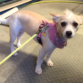 The Golden Paw - This is Kiki after the Golden Paw. Don't mind the look on her face...she doesn't like being in the workshop where I took the picture. - Pet Groomers Near Me - Atascadero, California