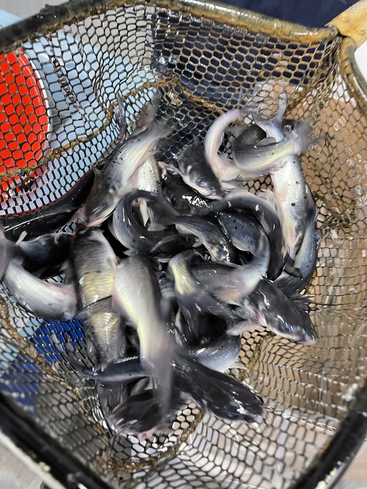 FISH HAVEN FARM Updated September 2024 978 Owego Rd, Candor, New