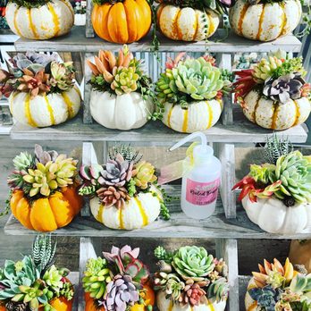 Rooted Treasures Succulents - Succulent pumpkin pop up shop in 78737 at our succulent shop - Gift Shops Near Me - Sunset Valley, Texas