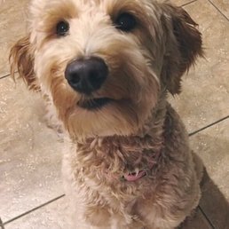 My baby girl who I take only to Ruff Cuts in Kennewick for her haircut. My baby girl who I take only to Ruff Cuts in Kennewick for her haircut.