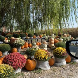 Terripin Farm Stand