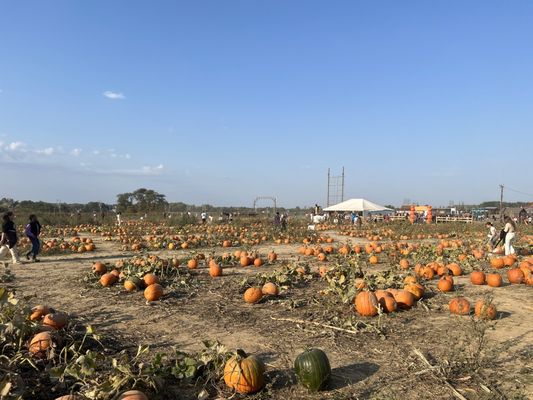 Shady Brook Farm by null