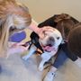 Photo of Delphi Animal Hospital