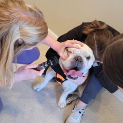 Delphi Animal Hospital - Happy to have his hurt eye taken care of with love!