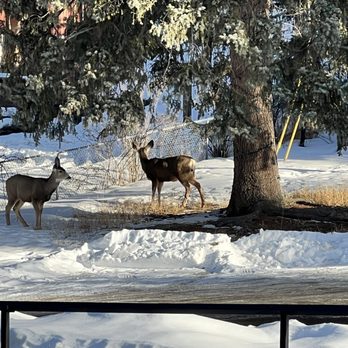Highland Haven Creekside Inn - The welcome committee - Bed & Breakfast Near Me - Evergreen, Colorado Highland Haven Creekside Inn - The welcome committee - Bed & Breakfast Near Me - Evergreen, Colorado