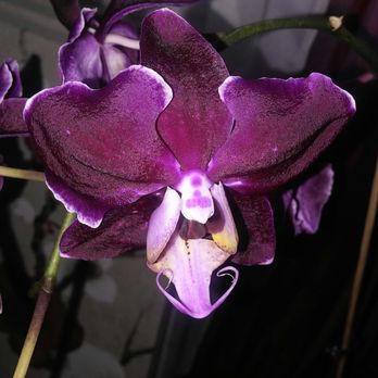 Mr Orchid - Florists Near Me - Miami, Florida Mr Orchid - Florists Near Me - Miami, Florida
