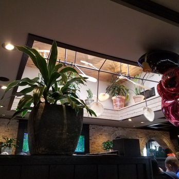 Cheddar's Scratch Kitchen - Lots of live plants for clean air - Comfort Food Near Me - Gastonia, North Carolina Cheddar's Scratch Kitchen - Lots of live plants for clean air - Comfort Food Near Me - Gastonia, North Carolina