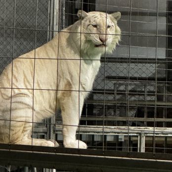 Big Cat Habitat - Rare white tiger - Zoos Near Me - Sarasota, Florida Big Cat Habitat - Rare white tiger - Zoos Near Me - Sarasota, Florida