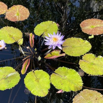 Naples Botanical Garden - Botanical Gardens Near Me - Naples, Florida
