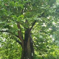 Witche's Tree - Witche's Tree