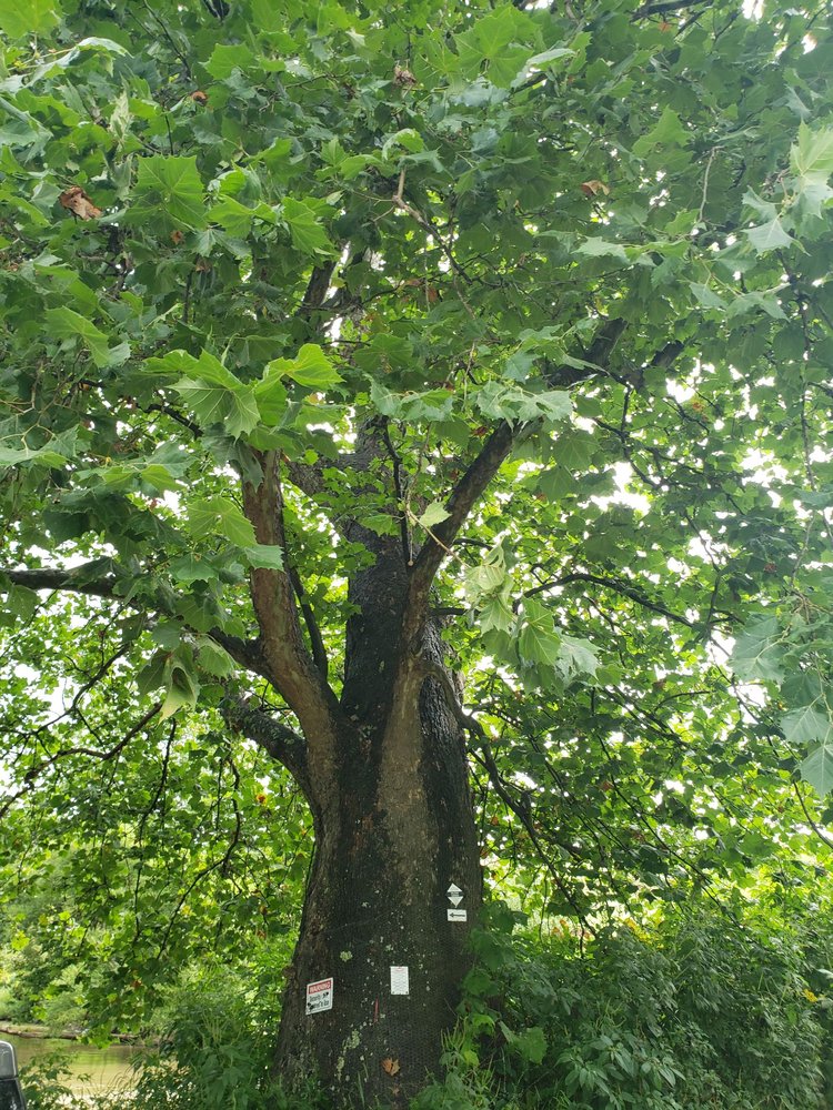Witche's Tree Logo