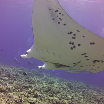 Underwater Sports - Close encounter with a manta ray at Tikehau! - Sporting Goods Near Me - Edmonds, Washington Underwater Sports - Close encounter with a manta ray at Tikehau! - Sporting Goods Near Me - Edmonds, Washington
