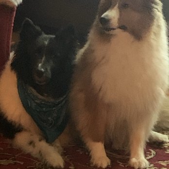 Pretty Pet Parlor - My beautiful boys!! - Pet Sitting Near Me - Kingston, New York Pretty Pet Parlor - My beautiful boys!! - Pet Sitting Near Me - Kingston, New York