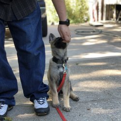 Tactical K9 Approach - Puppy training
