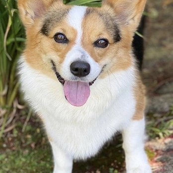 PetSmart - Our corgi - Pet Groomers Near Me - Torrance, California PetSmart - Our corgi - Pet Groomers Near Me - Torrance, California