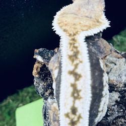 Love Bug Cresties