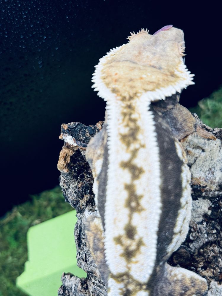 Love Bug Cresties - reptile breeding in Hemet, CA