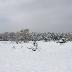 Stadt Munster - Winter in der Lüneburger Heide