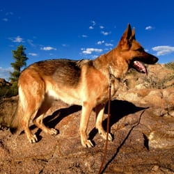 Legacy Dog Obedience