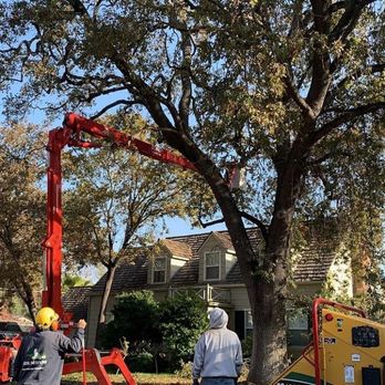 Norcal Arborists - Norcal Arborists Lodi tree service - Tree Services Near Me Norcal Arborists - Norcal Arborists Lodi tree service - Tree Services Near Me
