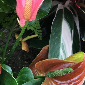 Volunteer Park Conservatory - Parks Near Me - Seattle, Washington Volunteer Park Conservatory - Parks Near Me - Seattle, Washington