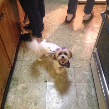 The Dog-n-cat House - Happy customer...and a happy owner! - Pet Groomers Near Me - Ozone Park,, New York The Dog-n-cat House - Happy customer...and a happy owner! - Pet Groomers Near Me - Ozone Park,, New York
