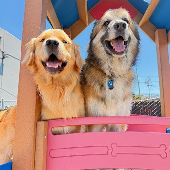 Metro Dog - Pet Boarding Near Me - Richmond, California Metro Dog - Pet Boarding Near Me - Richmond, California
