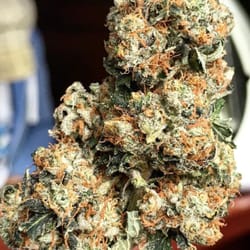 Red Bridge Farm Medical Collective Delivery Service - Their most popular strain, Blue Cookies