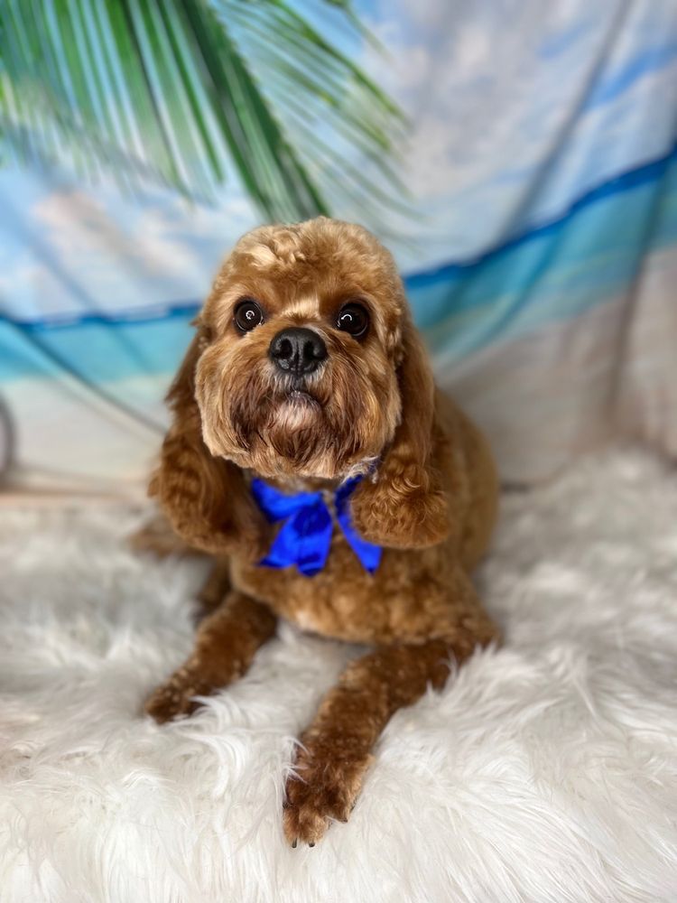 BOWS BONES & SCISSORS PET GROOMING Updated August 2024 180 Photos Upper Marlboro