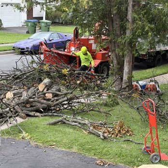 Smart Tree Solutions - Tree Services Near Me Smart Tree Solutions - Tree Services Near Me