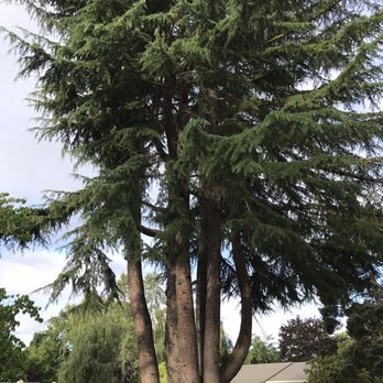 Monkey Tree Service - Big ol 100ft cedar tree going down. - Tree Services Near Me - Hillsboro, Oregon Monkey Tree Service - Big ol 100ft cedar tree going down. - Tree Services Near Me - Hillsboro, Oregon