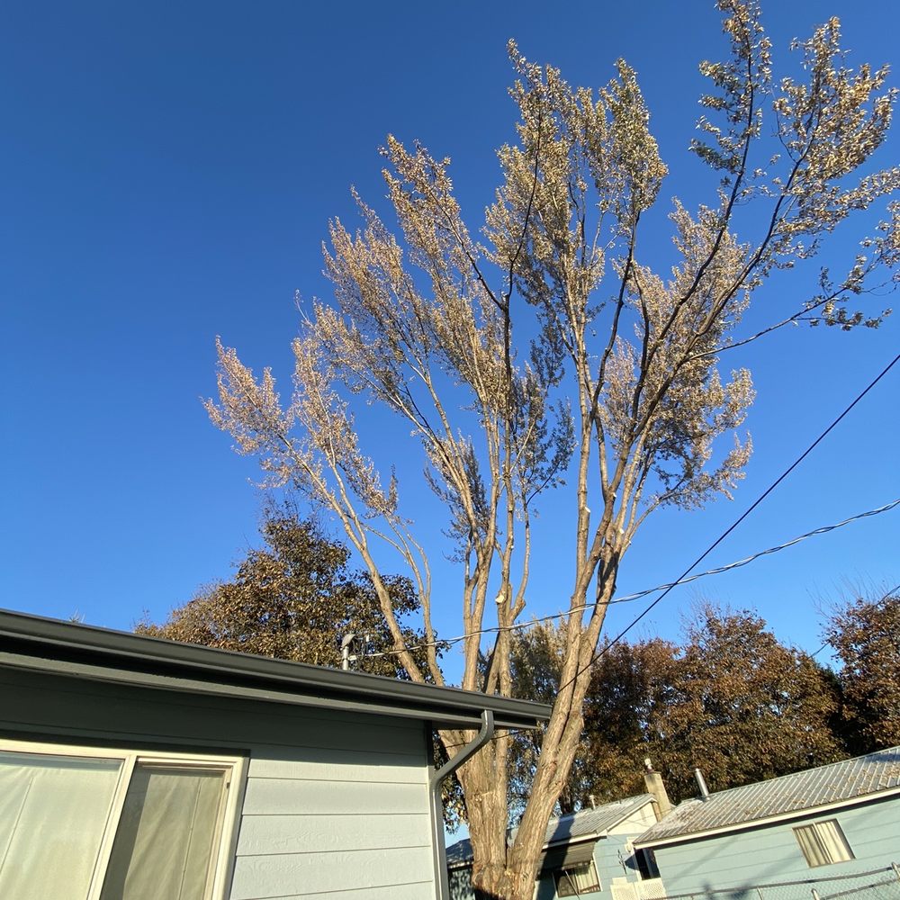 On Call Tree Service - After :) - Tree Services Near Me - Post Falls, Idaho