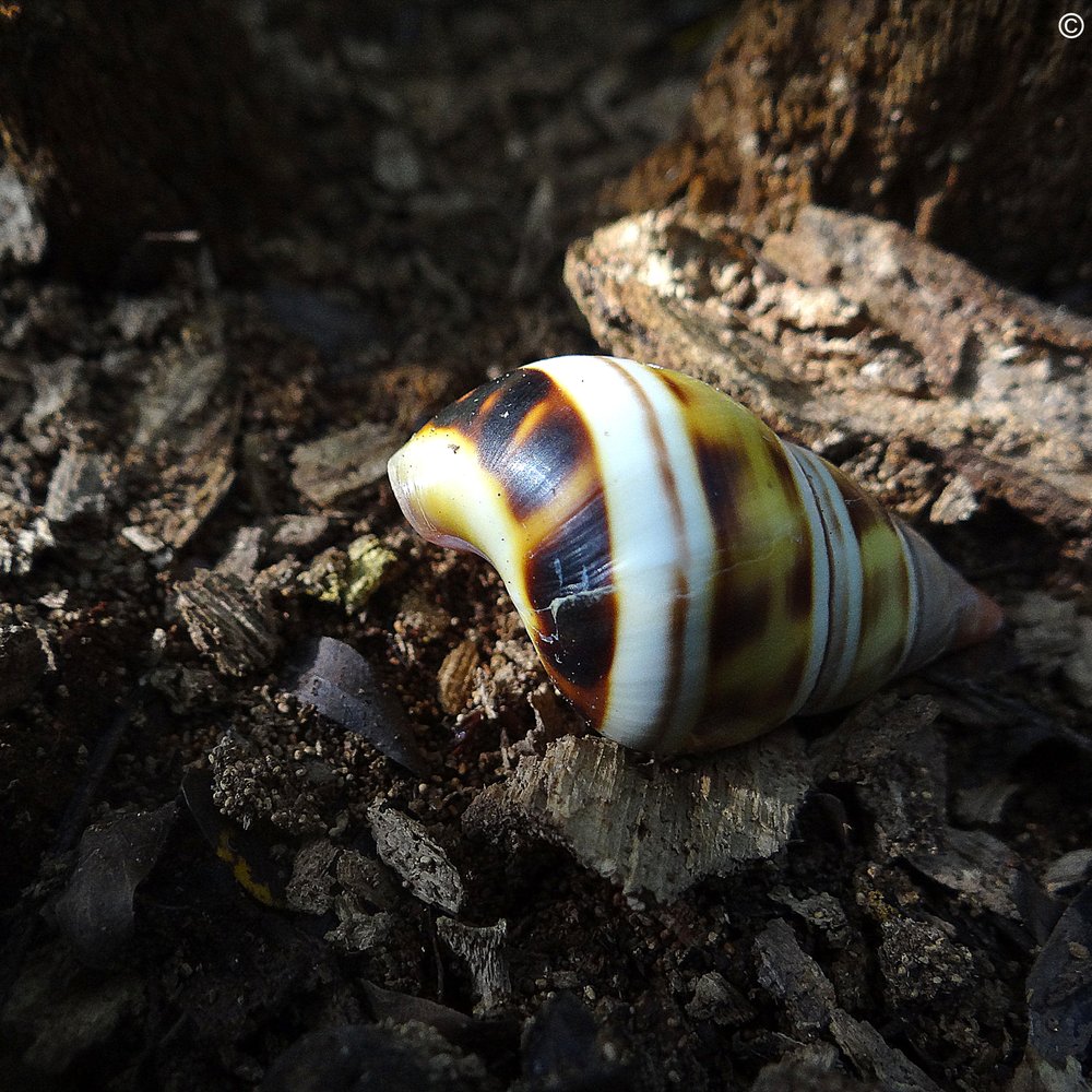 Castellow Hammock - A colorful Liguus tree snail. - Parks Near Me - Miami, Florida Castellow Hammock - A colorful Liguus tree snail. - Parks Near Me - Miami, Florida