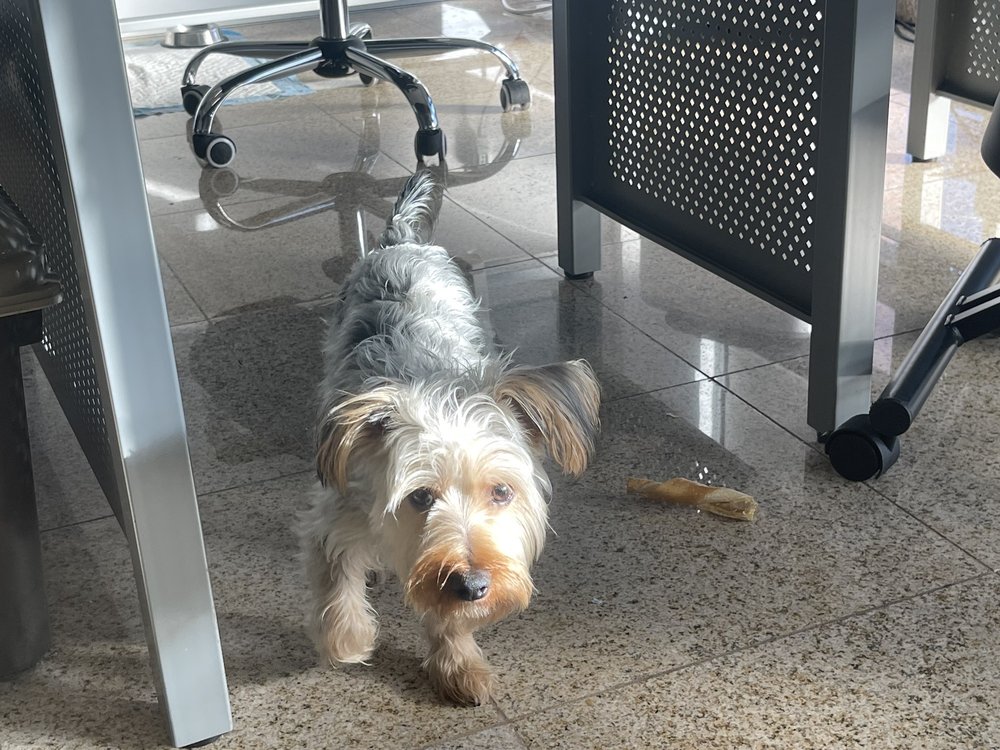 JOHN’S PUPPY Updated October 2024 4342 162st, Flushing, New York