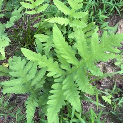 Sensitive Fern