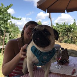 Random pug from another group paid us a visit. They had two dogs who ran around having the time of their lives. Random pug from another group paid us a visit. They had two dogs who ran around having the time of their lives.