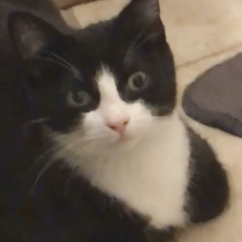 Catmandoo Rescue - Spike adjusting to his new forever home. - Pet Adoption Near Me - Hawthorne, California