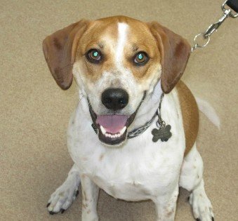 Loving Care Animal Hospital 103 Cleveland Ave Largo Fl Veterinarians Mapquest