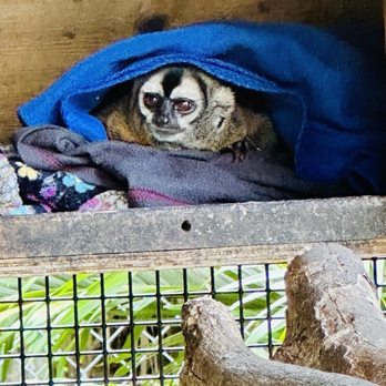 Amazing Animals - Owl monkey - Zoos Near Me - Saint Cloud, Florida