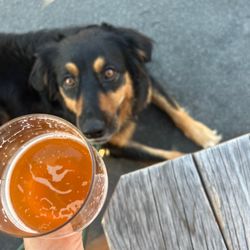 Mike Hess Brewing - Ocean Beach - Dog friendly