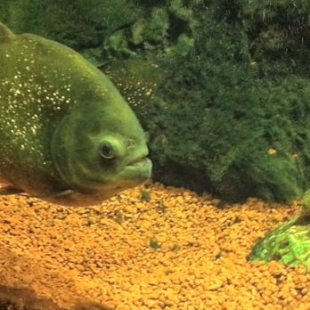 La Casa Argentina - Close up of a piranha....even they have to eat. - Steakhouses Near Me - Prague, Puerto Rico La Casa Argentina - Close up of a piranha....even they have to eat. - Steakhouses Near Me - Prague, Puerto Rico