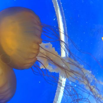 Downtown Aquarium - Museums Near Me - Denver, Colorado Downtown Aquarium - Museums Near Me - Denver, Colorado