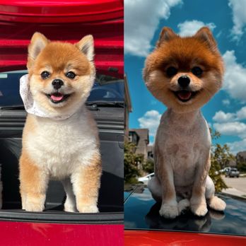 Pet Parlor - Pet Groomers Near Me - Keller, Texas Pet Parlor - Pet Groomers Near Me - Keller, Texas