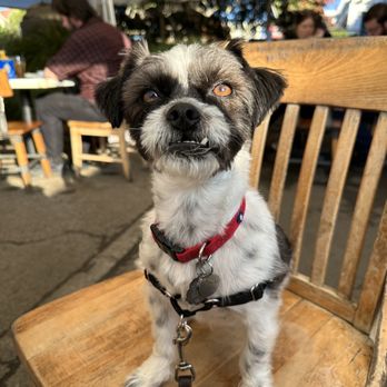 The Pub at North Coast Brewing - Lunch on the patio with Louie. Never Say Die Burger, soda, onion rings - Pubs Near Me - Fort Bragg, California The Pub at North Coast Brewing - Lunch on the patio with Louie. Never Say Die Burger, soda, onion rings - Pubs Near Me - Fort Bragg, California