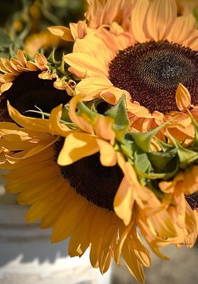 Evanston Farmers' Market by null