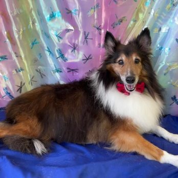 Pup E Cutz - Pet Groomers Near Me - Pompano Beach, Florida