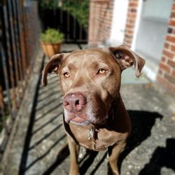 Takoma Pet Services and Training - Professional Dog Walking in Takoma Park.