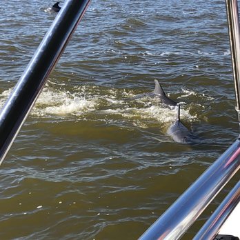 Wildside Tours - More dolphin fun! - Boating Near Me - Cocoa Beach, Florida