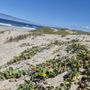 Ocean Beach Park